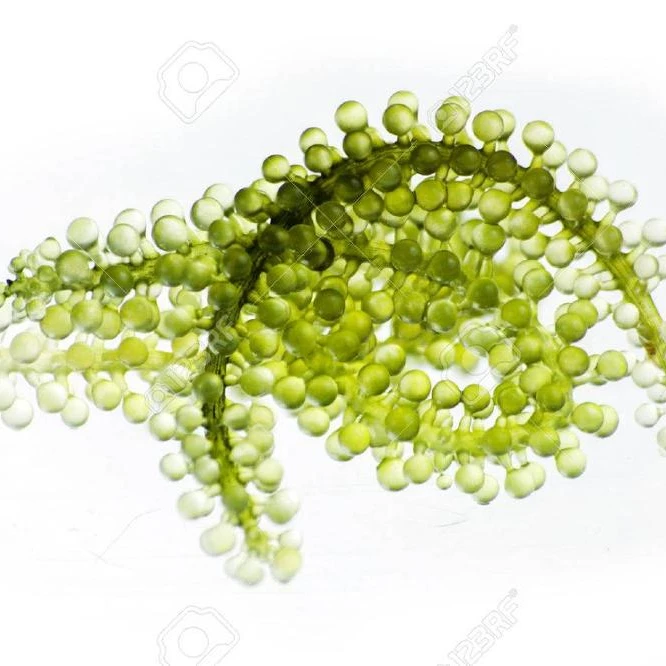 
Salted Seaweed/Umibudo Seaweed/ Sea Grape Seaweed Whatsapp +84 845 639639 