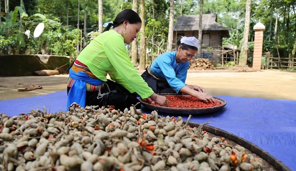 High quality michelia citrata for delicious dish - Whatsapp: +84-845-639-639