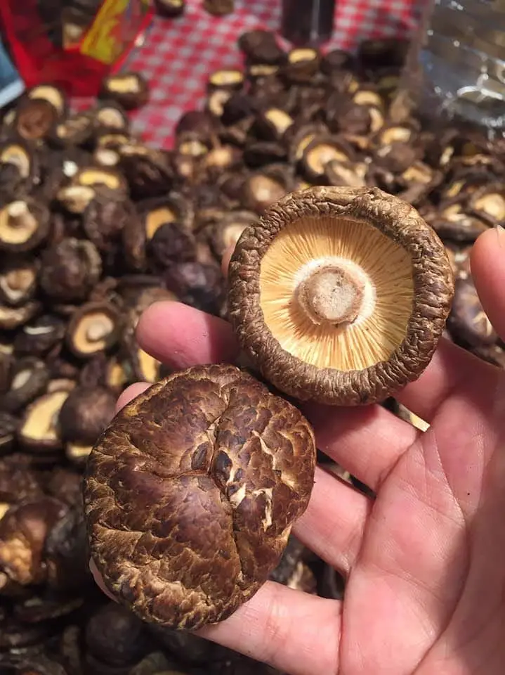 Natural Dry Shiitake Mushrooms Bulk Dried Mushrooms contact Ms. Sandy (+84 587 176 063) get the best price 99 Gold Data