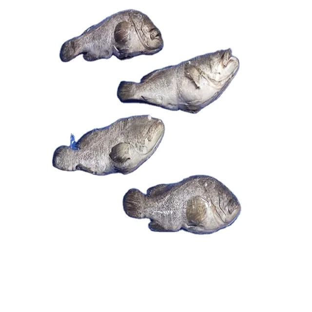 Замороженный земляной орех экстракт травы (EPINPEHELUS MALABARICUS) 10 кг рыба большего