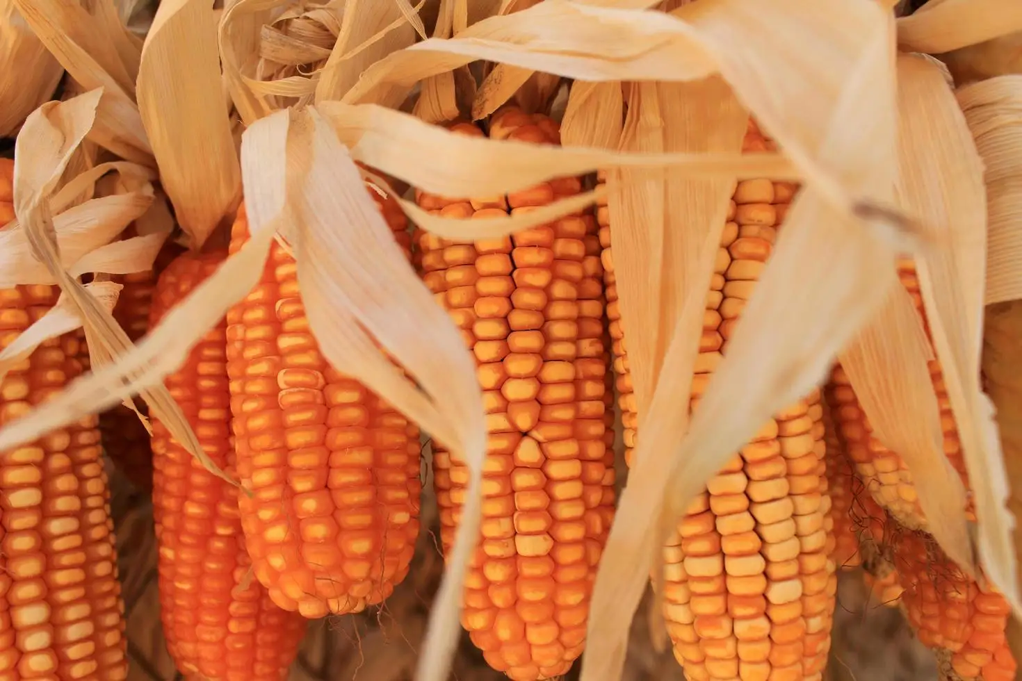  Сушеная кукуруза