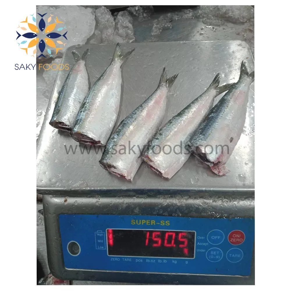 Best Quality Frozen sardine fish Wholesale good price seafood frozen fresh sardine fish made in Viet Nam