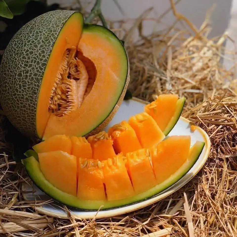 
Premium Cantaloupe King Melon Taken Care By Japanese Standard Procedure 
