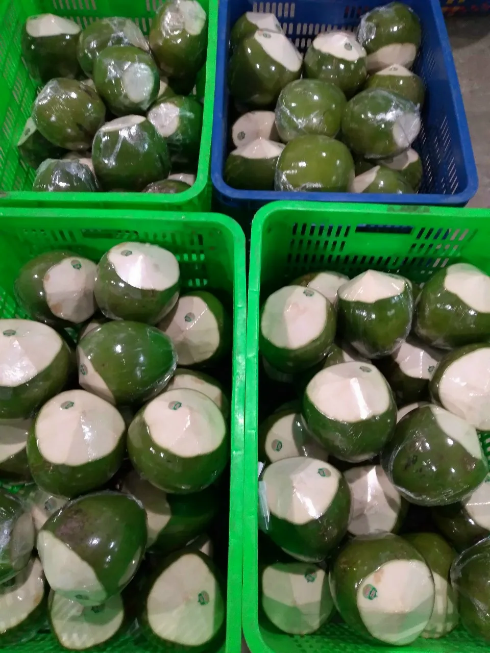 Green Siamese Coconut Fresh Organic Premium Top Quality Sweet Custom Packaging Best Brand  Thien Phuc Company  Hot Sell