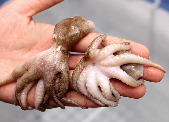 Свежий ребенок Осьминог Вьетнам для продажи по доступной цене 84 896674503