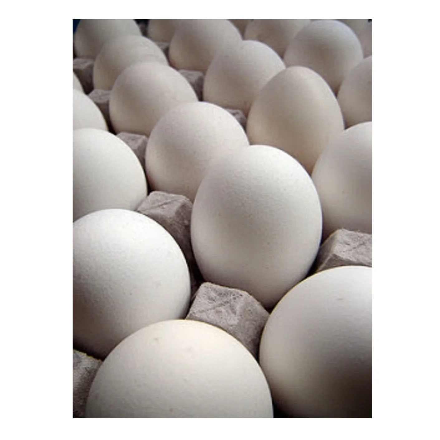 
Wholesale Exporter Of Chicken Table Eggs Brown And White Shell Chicken Egg Bitumen At Cheapest Price 