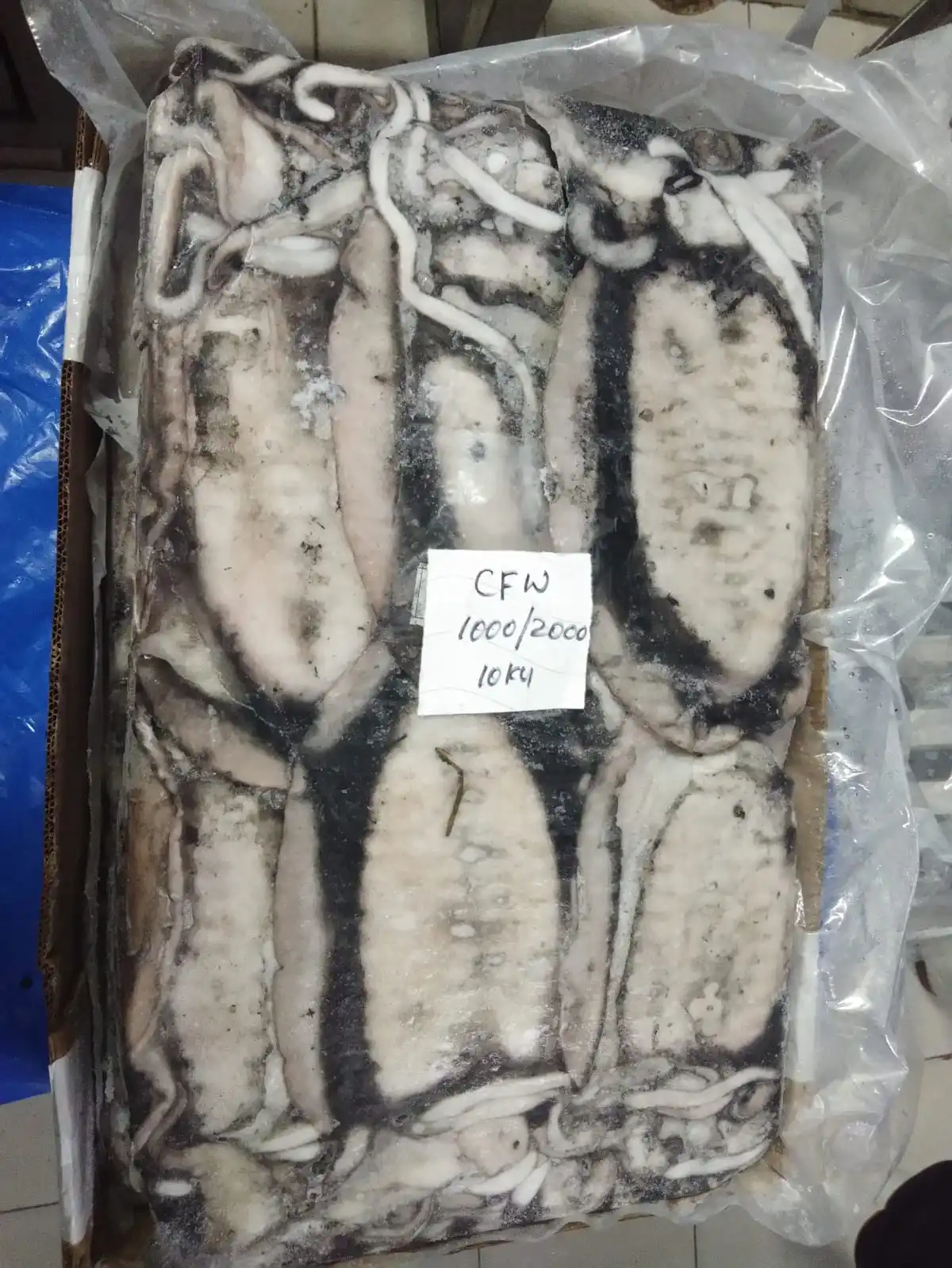 Block frozen Cuttlefish whole from India, cuttlefish size 1000/2000, 2000 up