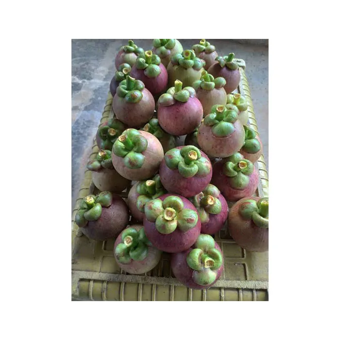 High Quality Premium Grade Mangosteen Fresh Fruit From Thailand