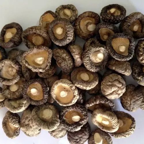 Shiitake гриб/экспорт сушеных гриб оптом/Вьетнам Экспортер Ms. Люси + 84 929 397