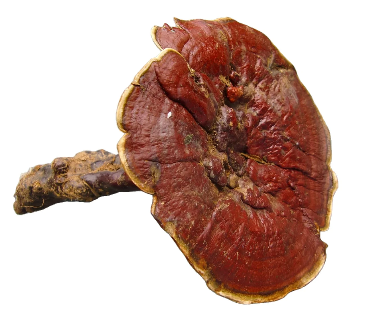 
Wild Mushroom/Red wild mushroom/Ganoderma Lucidum 