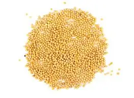 
Yellow Mustards seed 