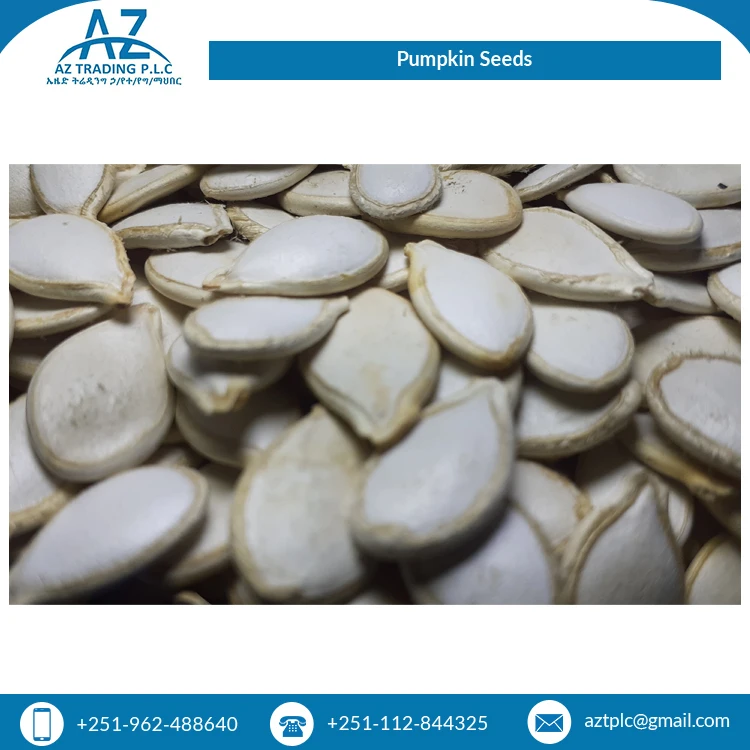 2022 Top Selling White Shine Color Skin Raw Origin High Quality Pumpkin Seeds at Least Price