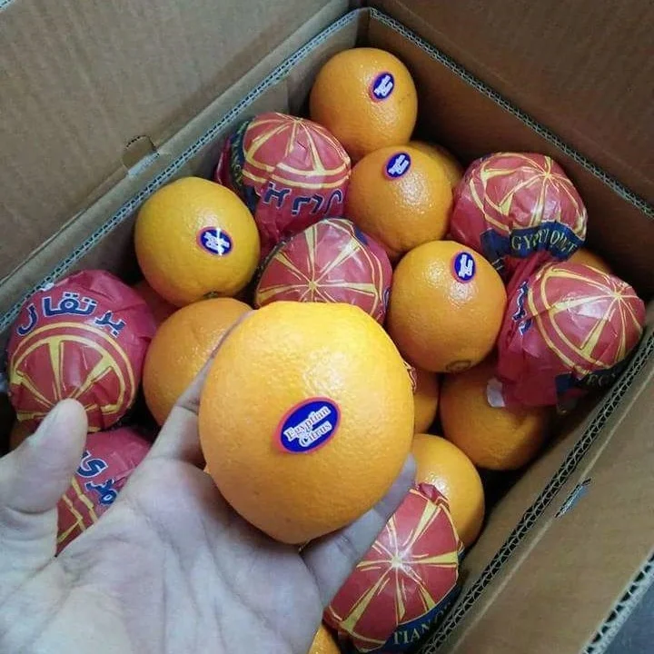 
Low Price For Fresh Orange Fruit Wholesale Valencia & Navel Orange new product 