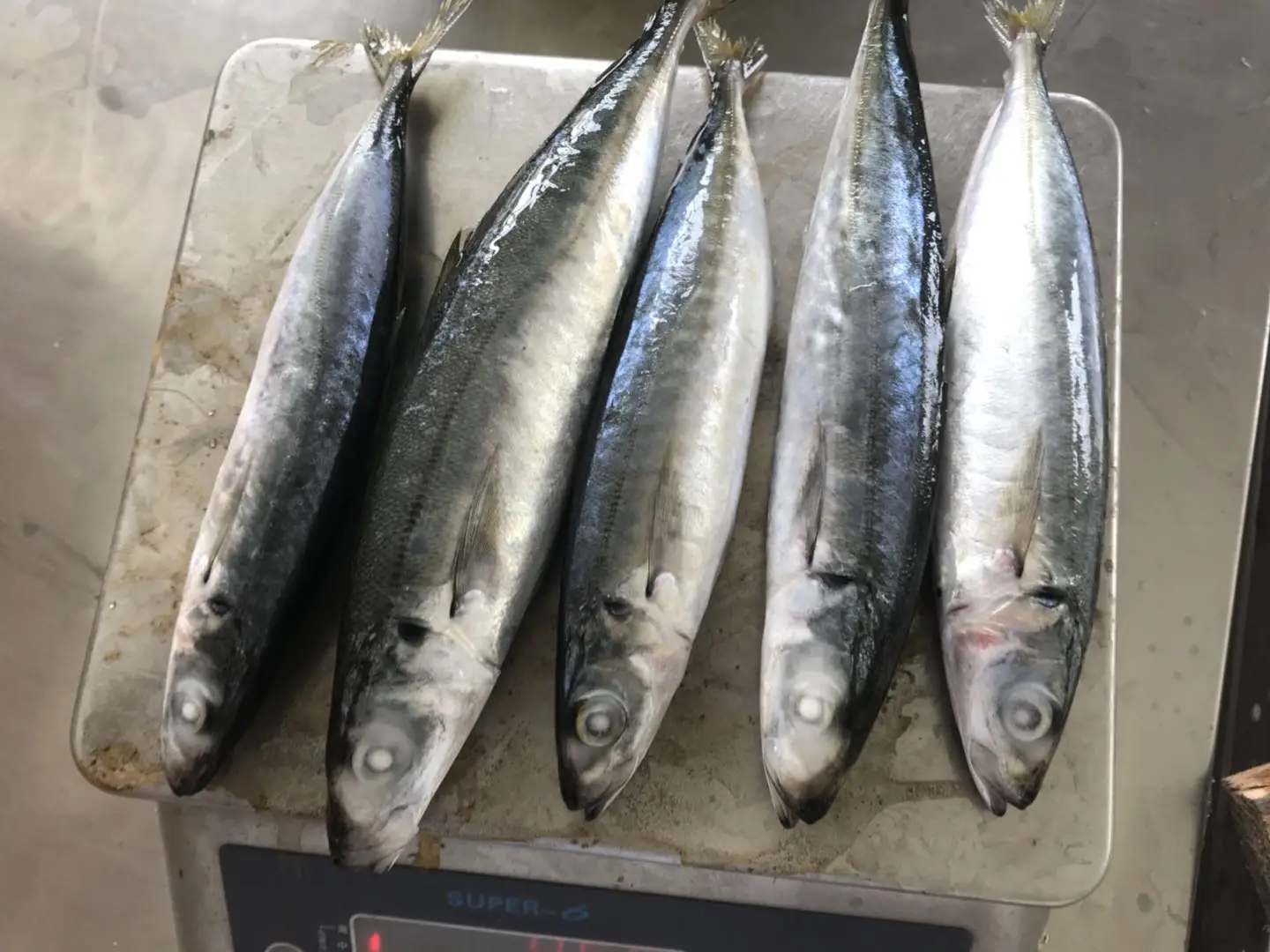 New Season Supply All Sizes china  Best Quality Frozen Round Scad