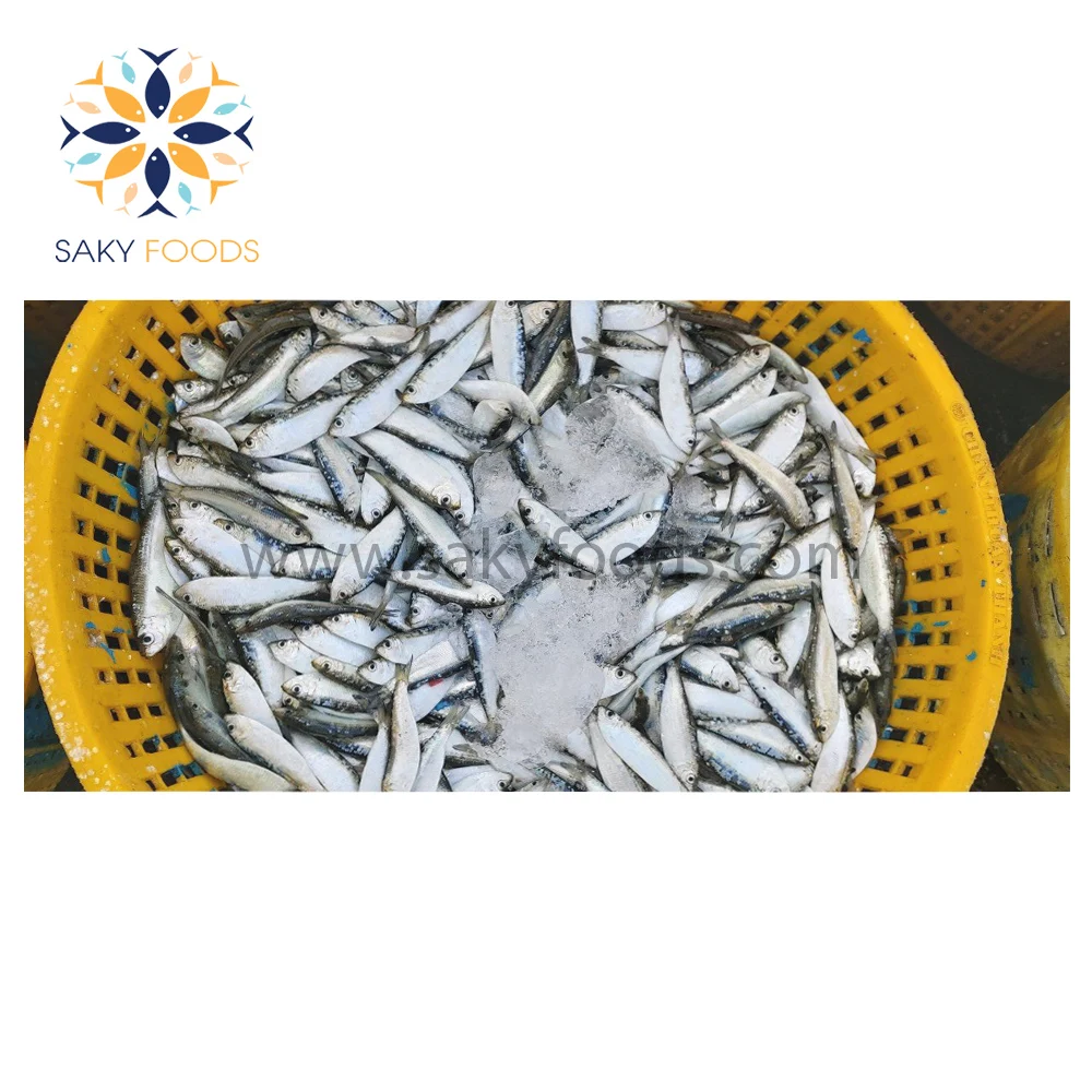 100% Natural Frozen sardine fish Good price frozen WR sardine fish for good sale Block Bulk Style Packaging