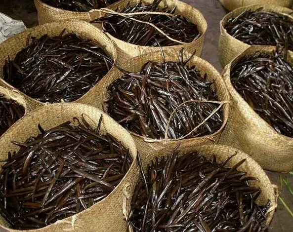 Best Vanilla beans from Madagascar