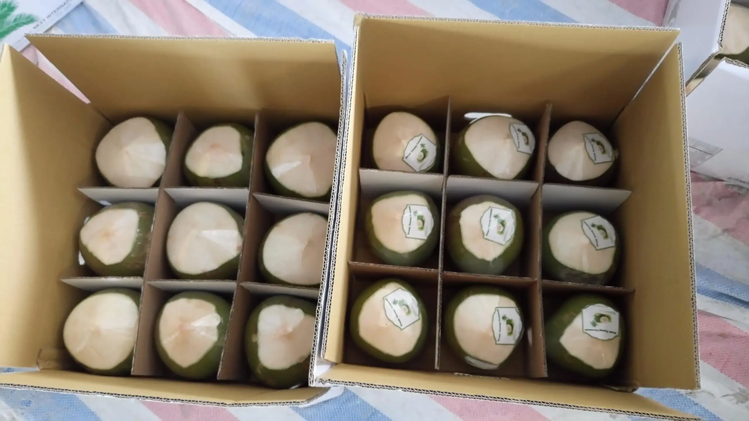 Fresh Coconut Cut Cones Shape/ Coconut Tender/ Green Young Coconut From Vietnam (+84 869 734 186)