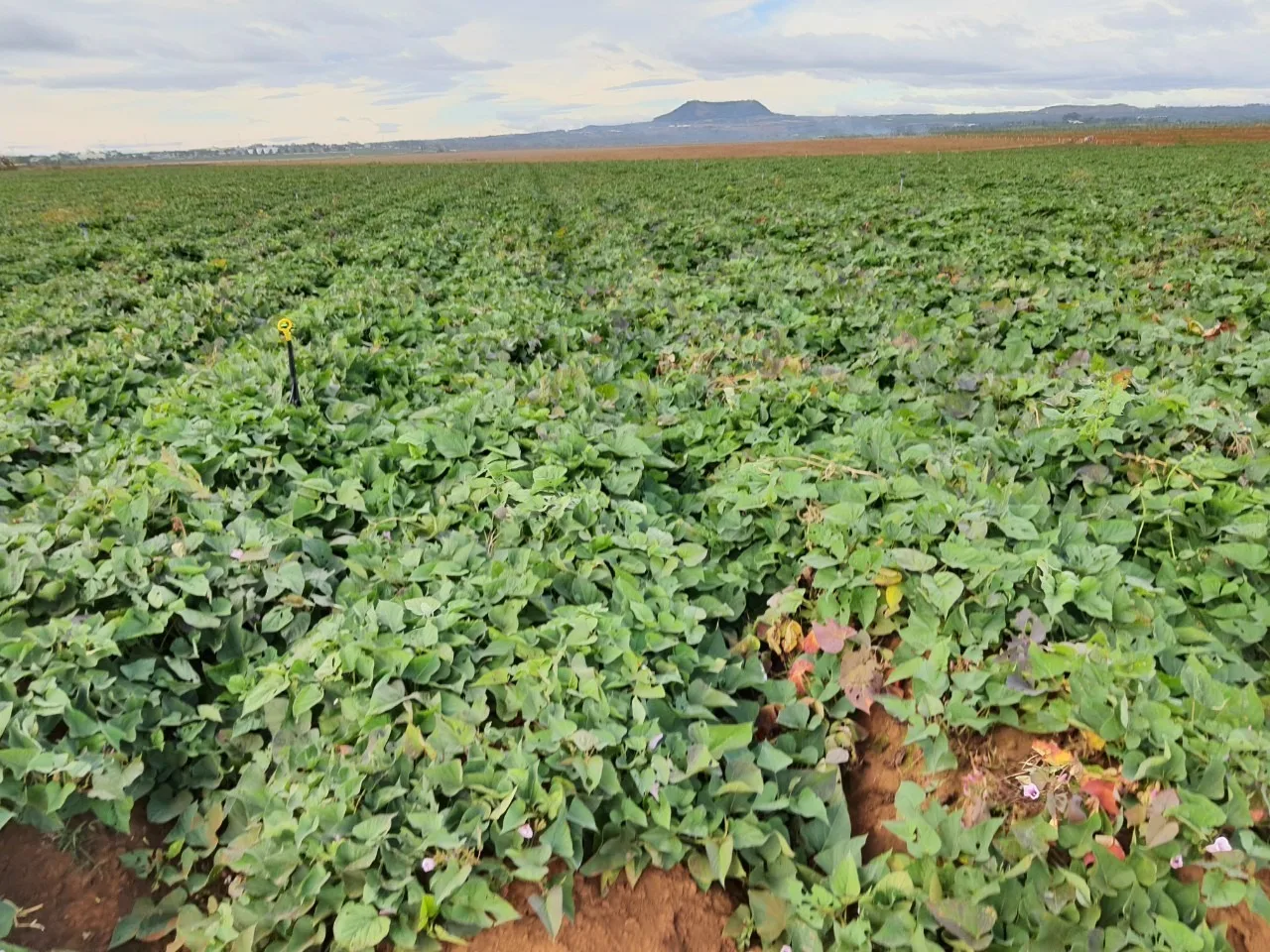 Fresh Sweet Potatoes Vegetable available at low rate
