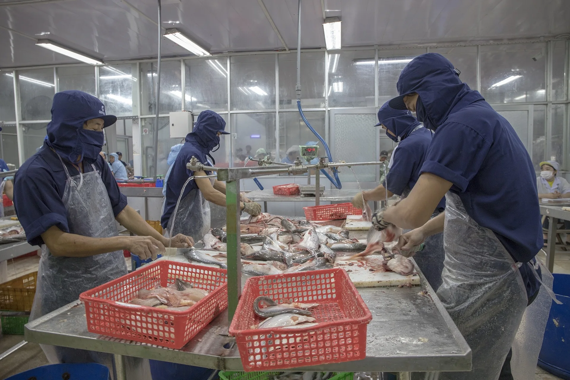 Free sample Panga Wholesale Frozen sutchi Pangasius Basa Tra Swai Butterfly cut Fish IQF Bulk 10kg packing in Vietnam