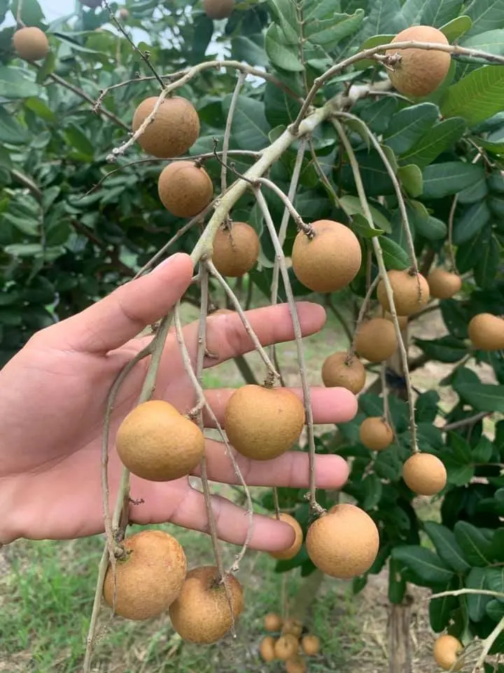Longan fruit longan fresh fruit from Vietnam with the best quality.