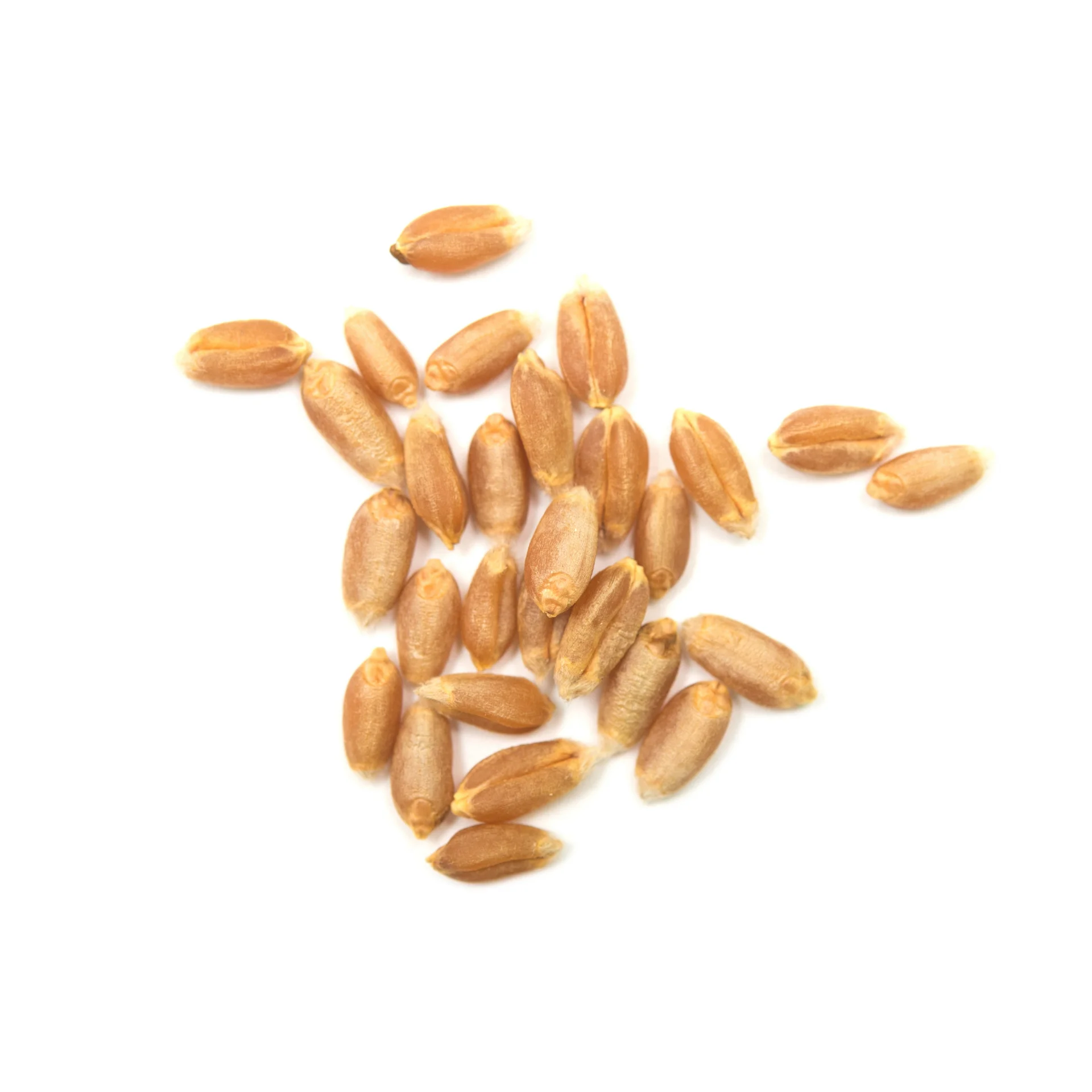 Wheat- High quality