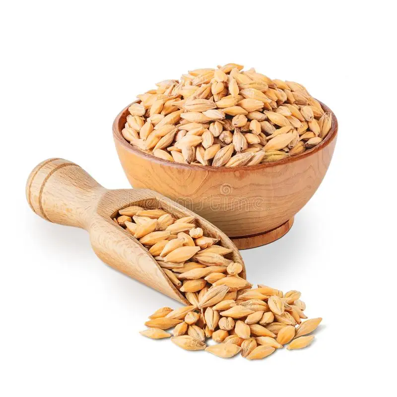 Feed Barley Kazakhstan Wholesale Natural Organic First Grade Animal Feed Barley 50 Kg Bag Packaging Barley Seeds Cereal Grain