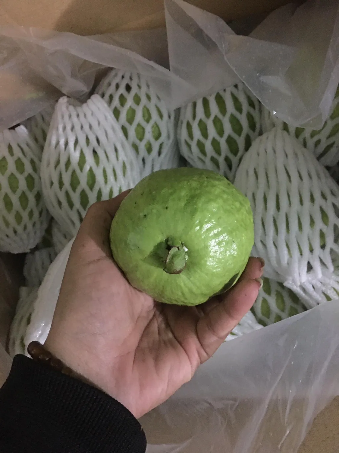
Fresh Guava Fruit From Vietnam 