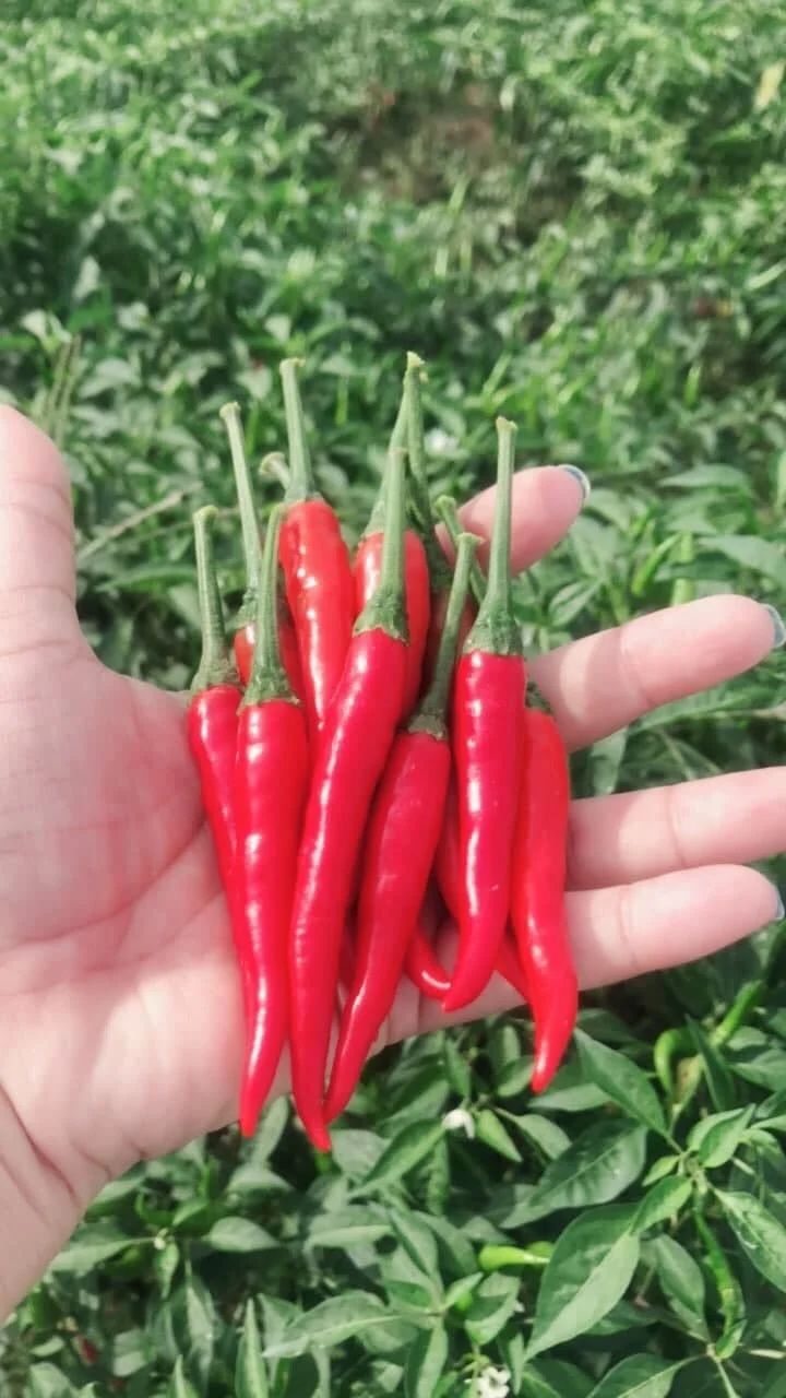 Powder Chilli Puree IQF Hot Pepper Red Chili KOSHER Style Color Herbs Weight Shelf Raw Origin Type Life Shape BRC Product ISO