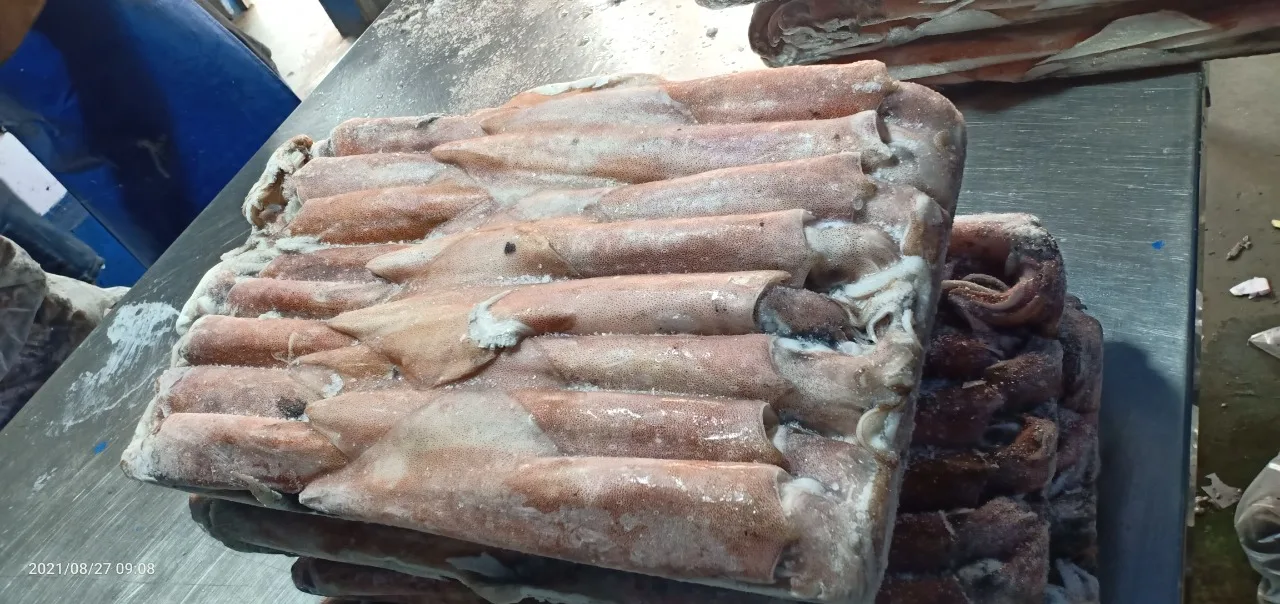 Высококачественный морской кальмар из Индонезии замороженный