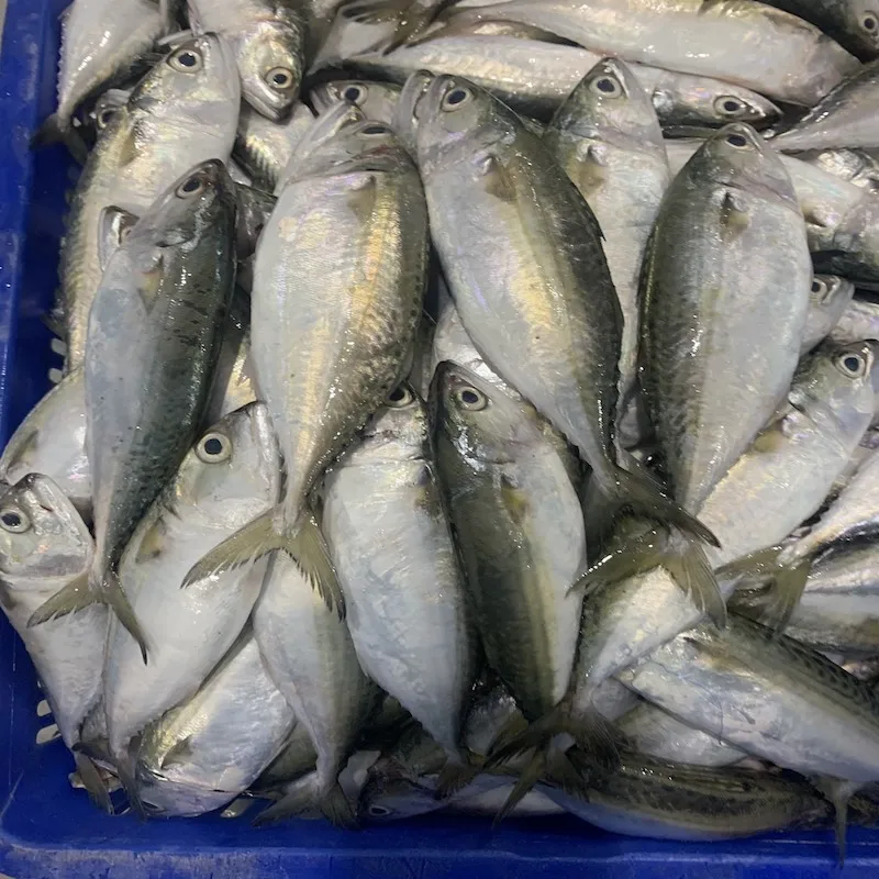 GOOD PRICE FROZEN SHORT BODY MACKEREL AVAILABLE FROM VIET NAM