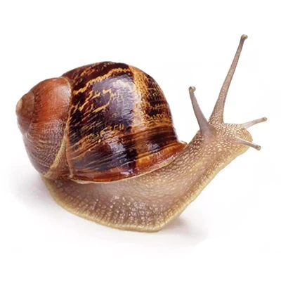 
Helix Pomatia Snail 