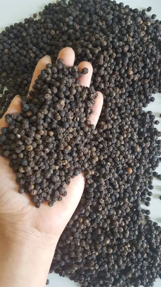 Hot Spices For Sale Vietnam Black Pepper 5mm ASTA
