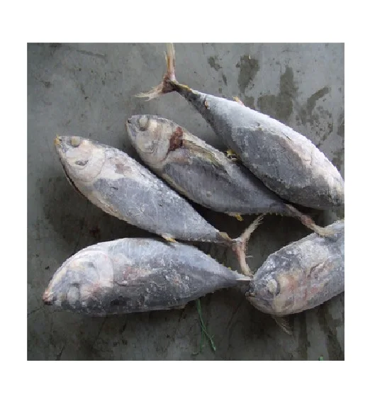 Wholesale Seafood Supplier Frozen Yellowfin Tuna For Sale In Cheap Price