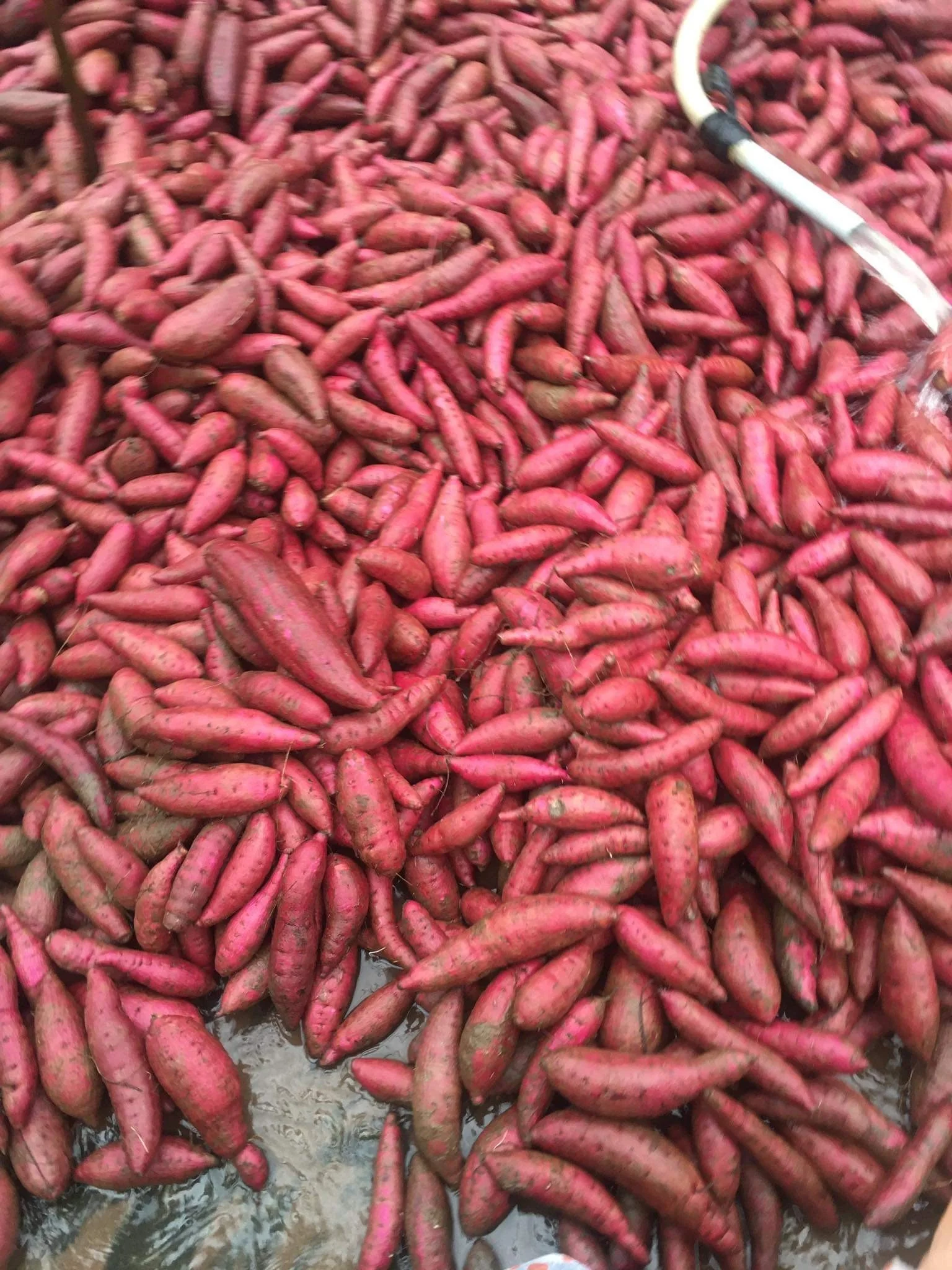 
Fresh Sweet potato new crop 2020 from Vietnam - Best quality 