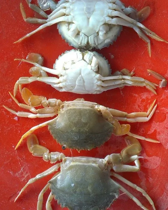 HIGH QUALITY - BABY CRAB
