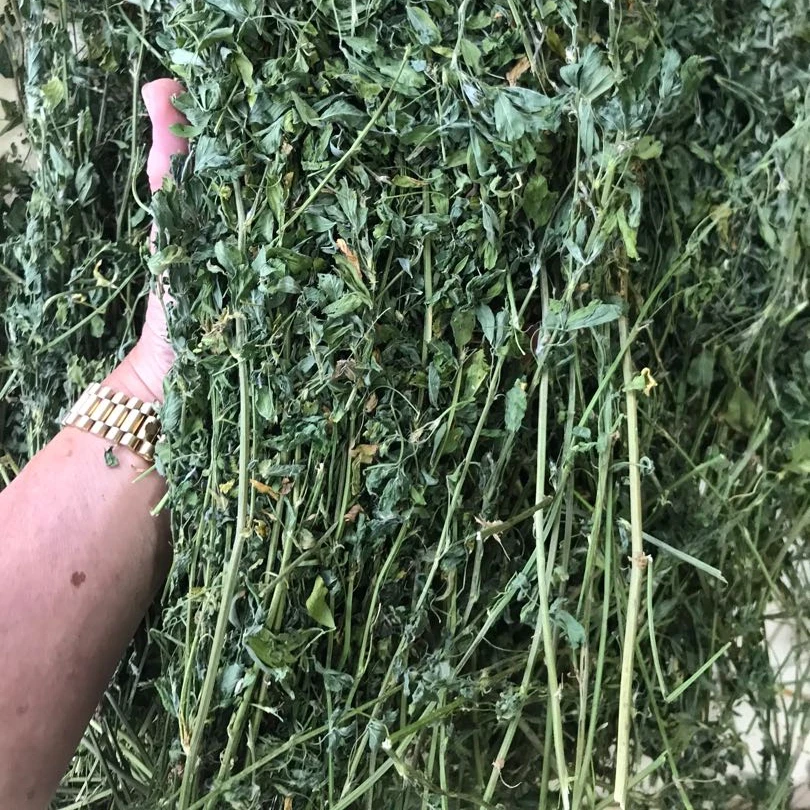 Animal Feed Norway Alfalfa Hay Bales Moscow exporters Hay Fresh Green Lucern hay Pellets for sale