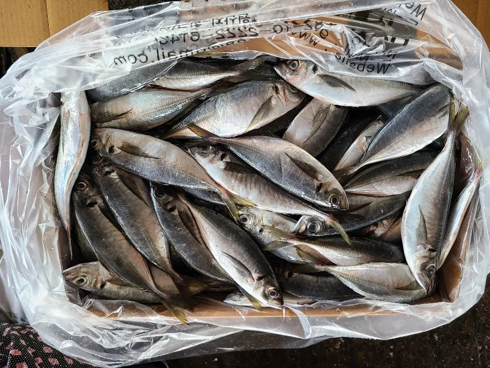 FACTORY SALE HIGH QUALITY FROZEN HORSE MACKEREL
