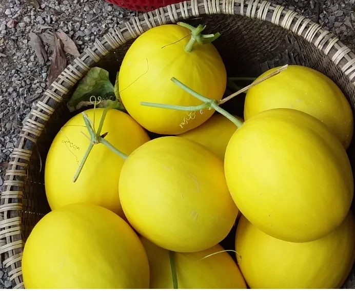 Best Selling High-quality Sweet Yellow Canary Melon cheap price High quality from Seller in Vietnam buy now