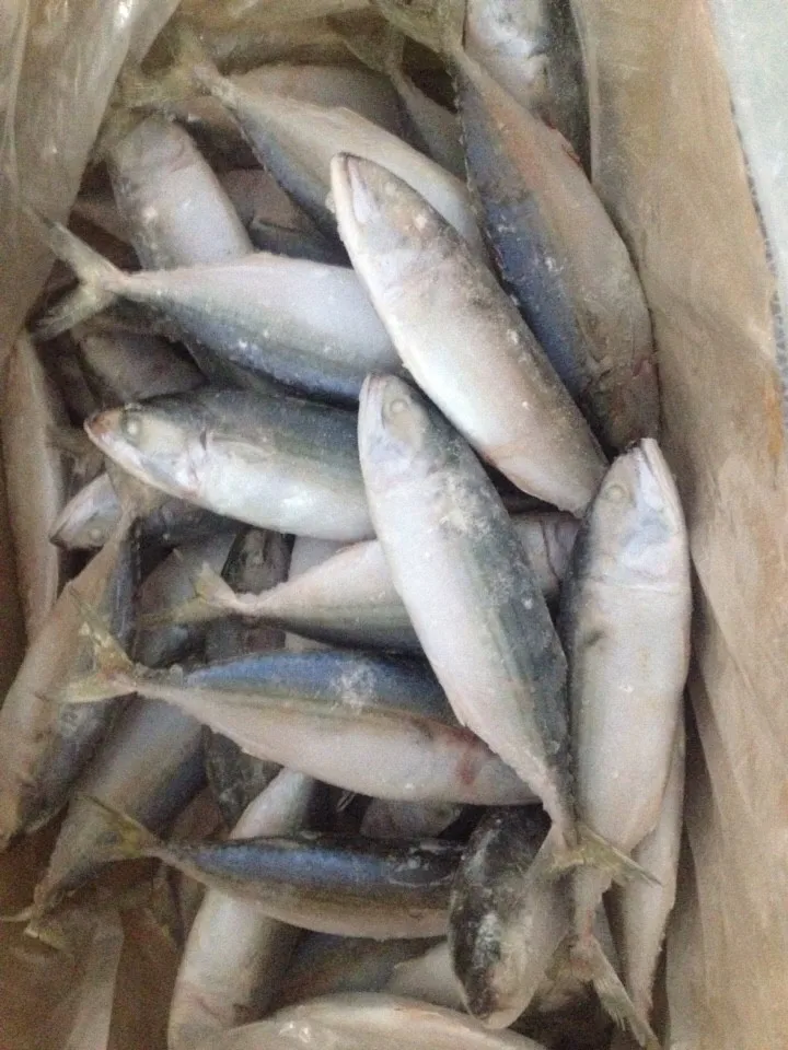INDIAN MACKEREL FOR SALE