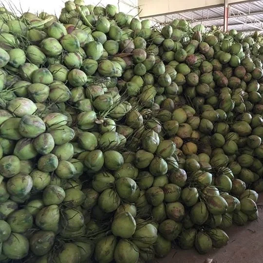 
WHOLESALE FRESH YOUNG COCONUT (Diamond shape) 