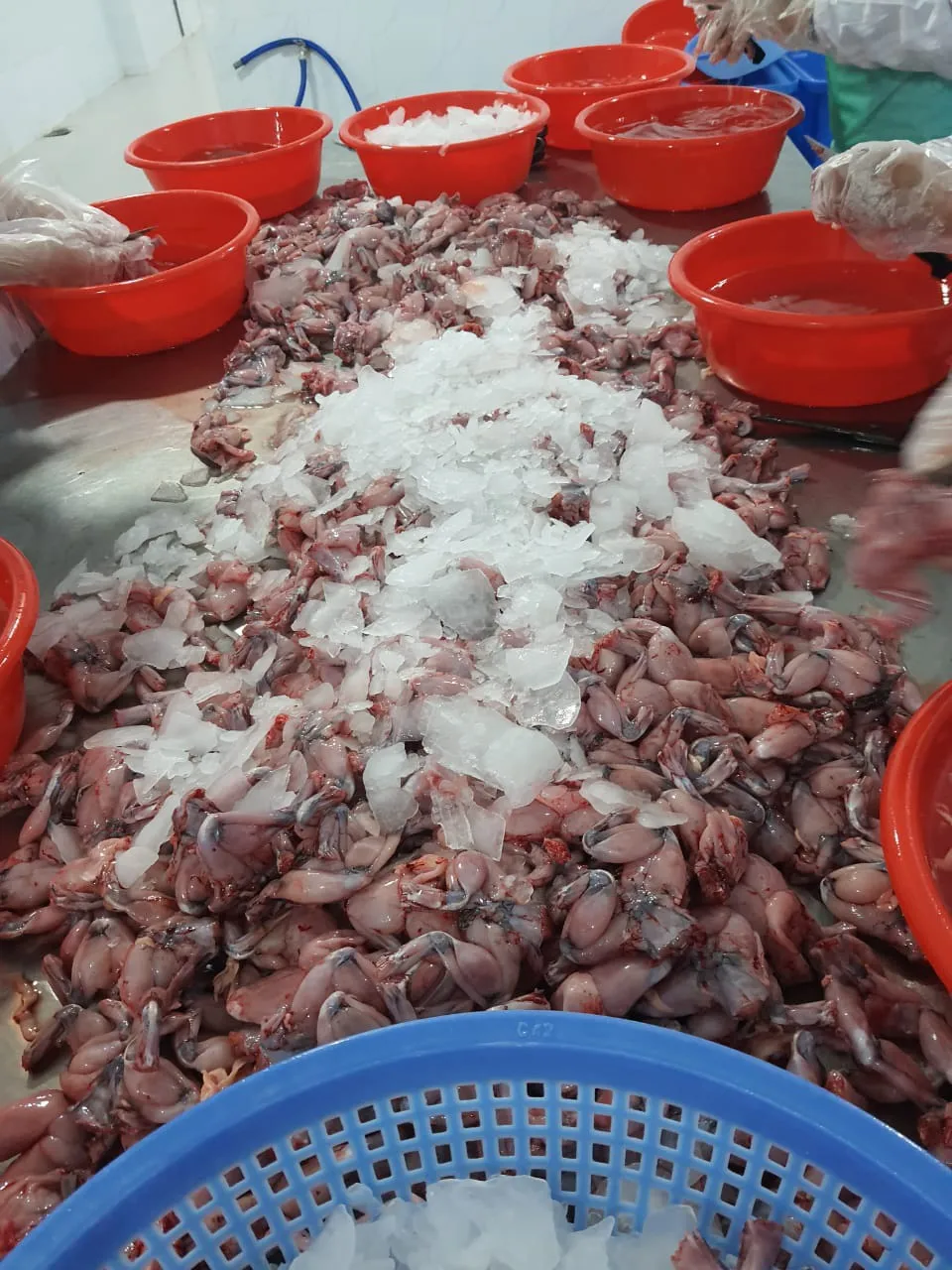 Price for seafoods and frozen food bull frog legs from Best supplier