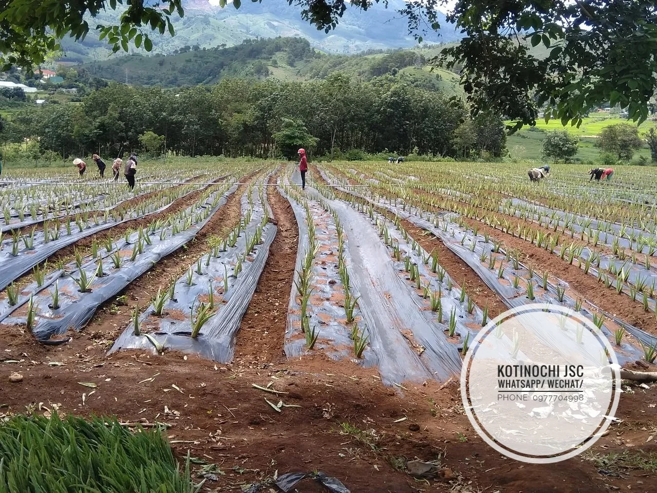 GOOD PRICE ALOE VERA LEAVES FOR DRINKS/ ALOE VERA LEAVES FOR PRODUCING GEL