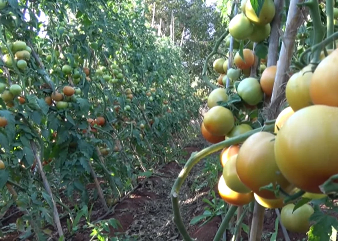 WHOLESALE Natural Red GREEN Fresh Tomatoes Mature Tomato Best Quality For Wholesale