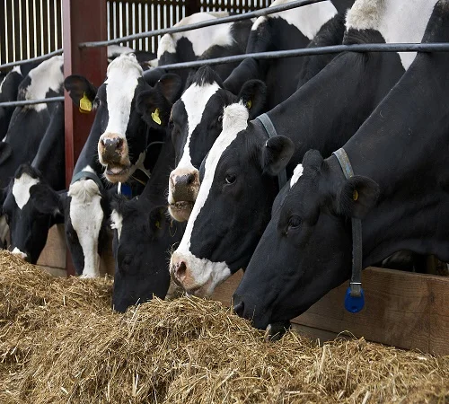 Healthy Live Pregnant Holstein Heifers Cows/ Dairy Cows at Competitive prices