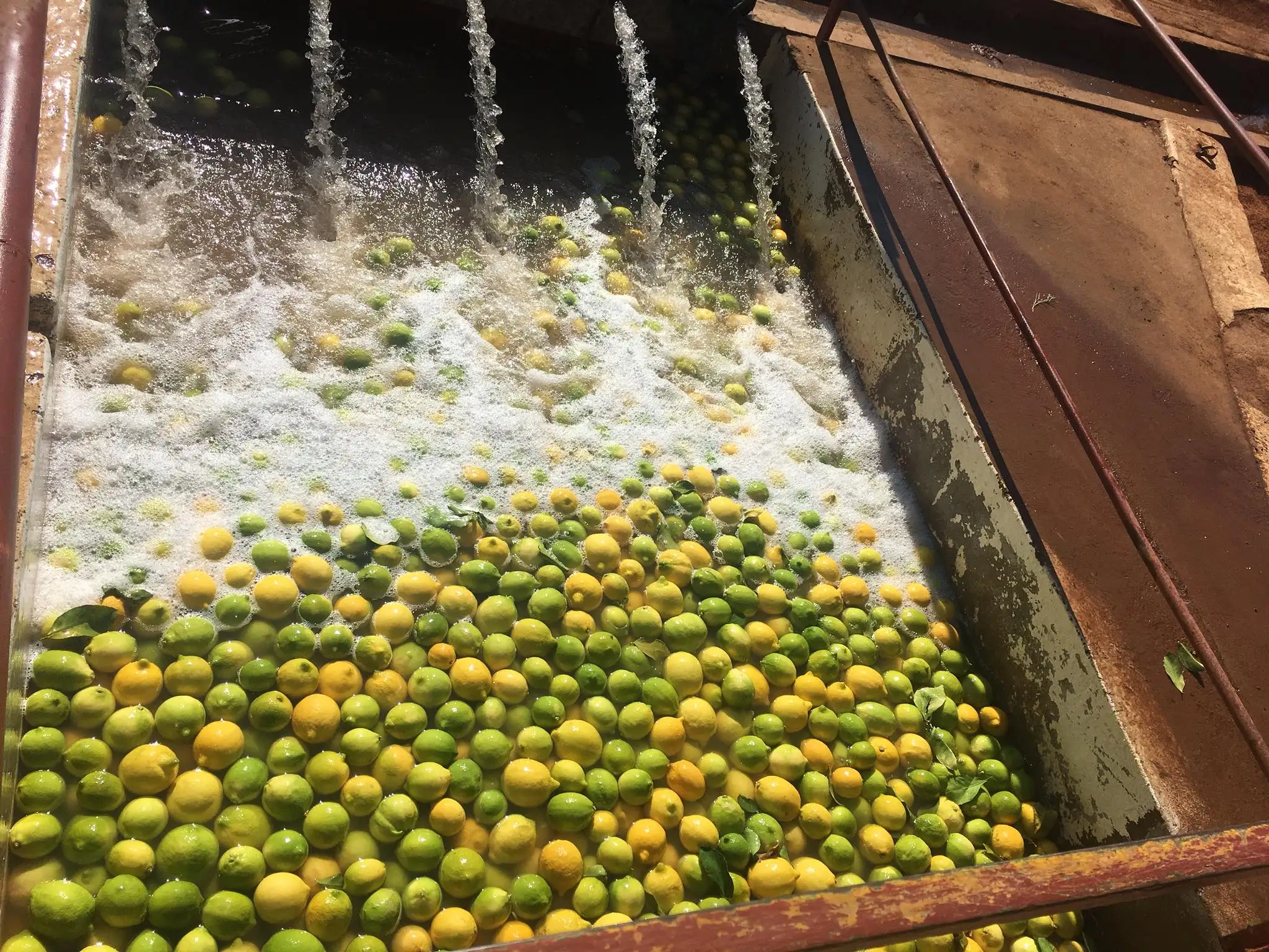 Свежие бессеменные ювричные желтые лимоны класса 1 сочные без семян