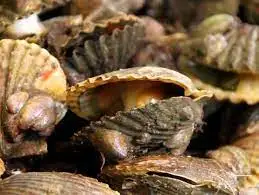 Best Dried and Frozen Scallop Different Sizes for Your Choice for Sale