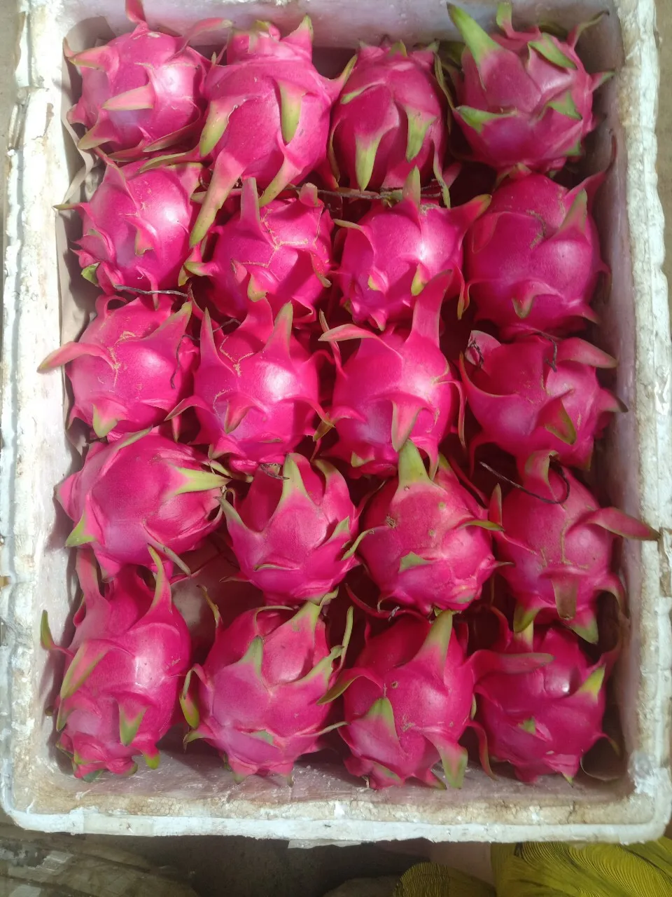 Dragon Fruit 100% Fresh Super Delicious Taste Premium Quality Dragon Fruit Natural Fresh Sweet Fruit Wholesale
