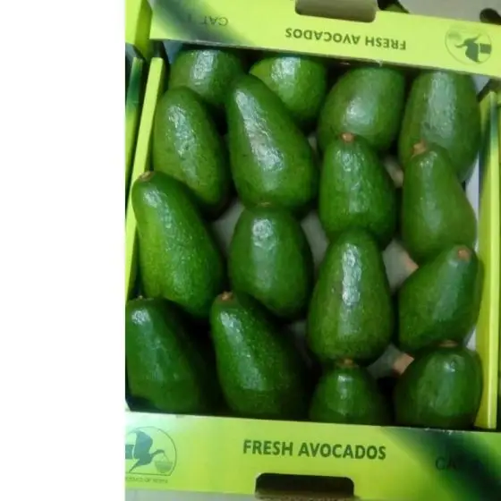 
Fresh Avocados 