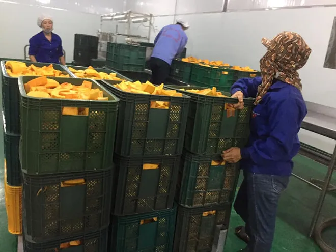 Горячая Распродажа высококачественные кусочки замороженной тыквы из