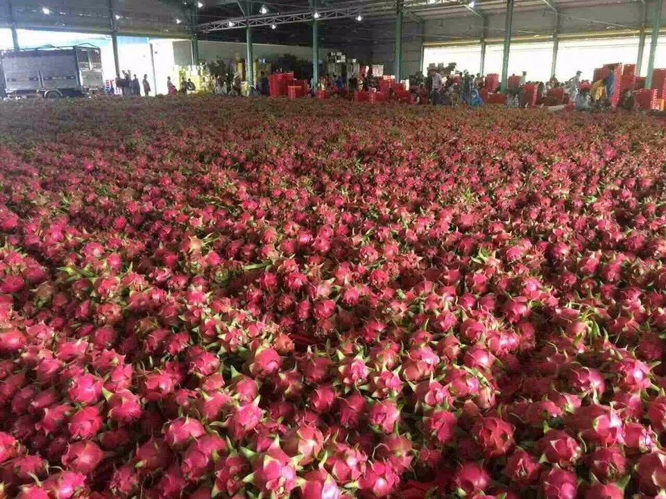 Red Dragon Fruit from Vietnam - Low price for export 100% High Quality Fruit